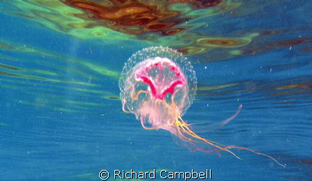 jellyfish--illuminated.. by Richard Campbell 