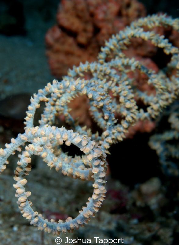 Wire Coral shot at Sabang Point in Puerta Galera Philippines by Joshua Tappert 