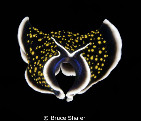 Swimming flatworm. by Bruce Shafer 