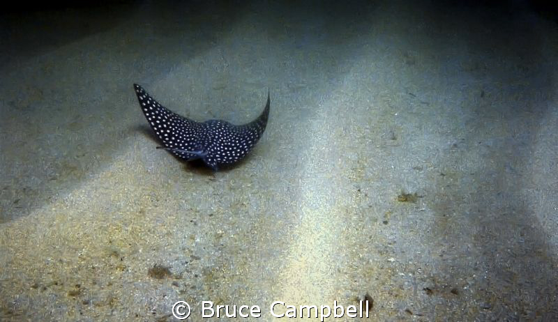 Eagle ray following the contours of the sandy bottom. by Bruce Campbell 