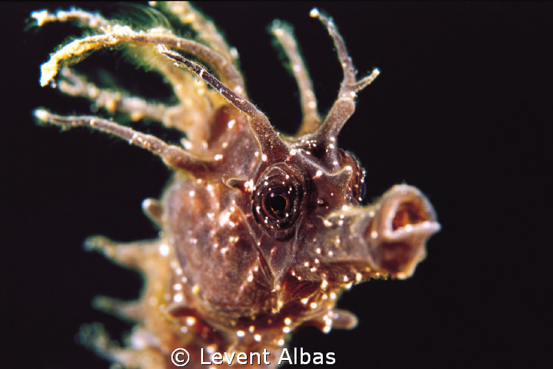 SeaHorse, Bodrum. by Levent Albas 