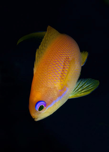 Female Anthias by Paul Colley 