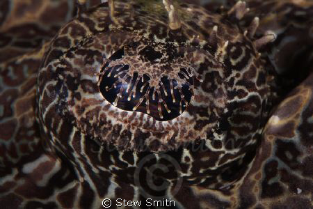 Eye of a crocodile fish by Stew Smith 