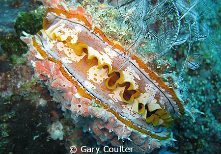 Clolourful Clam by Gary Coulter 