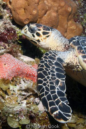 A turtle munching on some coral on the Bloody Bay Wall by Nathan Cook 