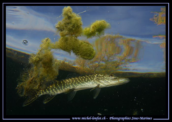 Young Pike Fish close to the surface... Que du bonheur...... by Michel Lonfat 