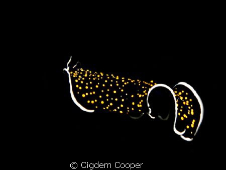 gold-dotted flatworm by Cigdem Cooper 