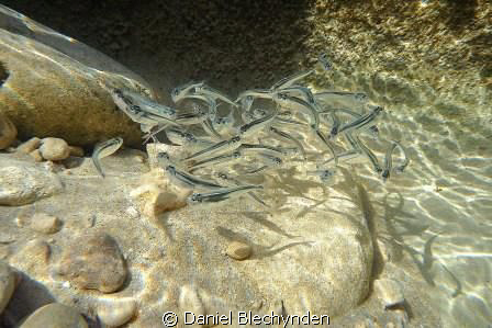 Minnow Madness!!
(little fish in a rock pool at low tide) by Daniel Blechynden 