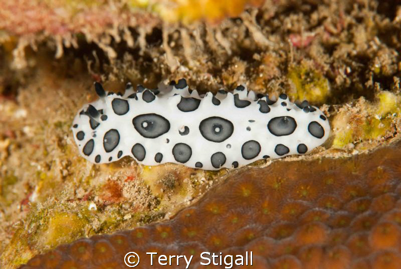 This picture was taken in Roatan.  The nudibranch was tuc... by Terry Stigall 