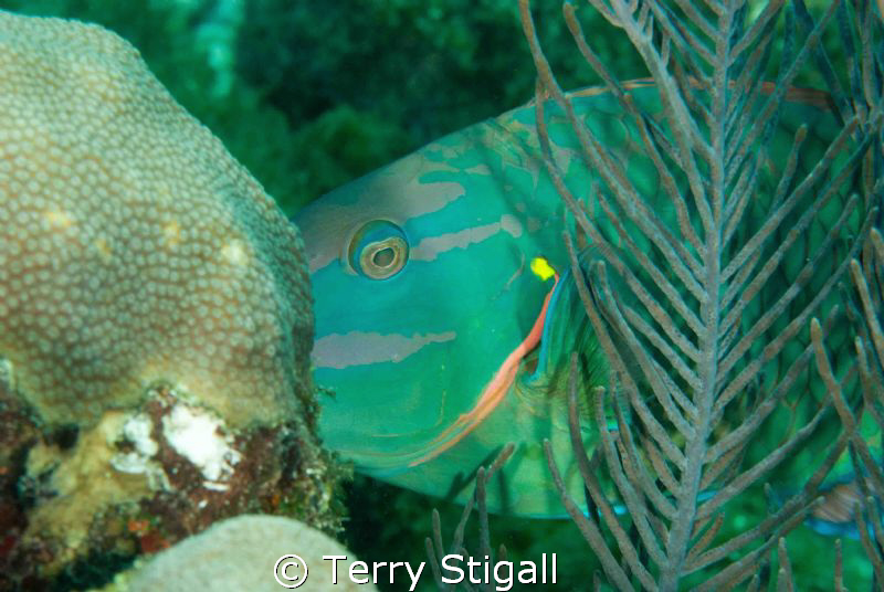 This is a stoplight parrotfish that was cruising by.  It ... by Terry Stigall 