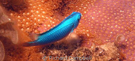 true blue..sealife DC1000 by Richard Campbell 