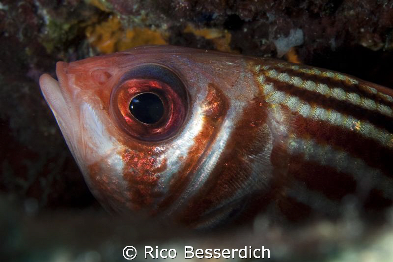 Soldier-fish closeup by Rico Besserdich 