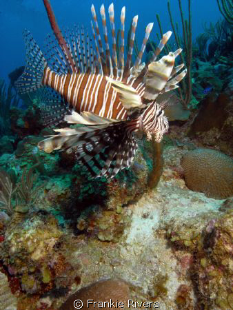 Lion Fish Invasion at Puerto Rico waters by Frankie Rivera 