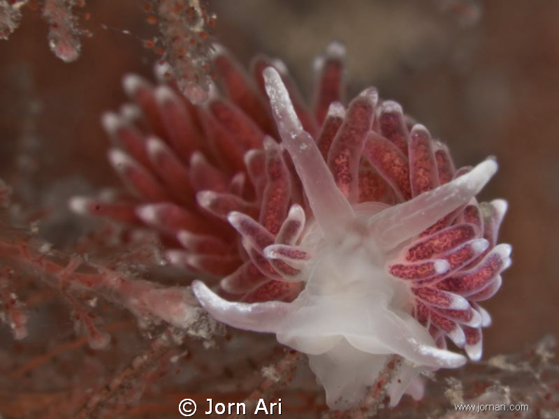 Sea slug (Cuthona concinna).
Photo taken today 6th of ja... by Jorn Ari 