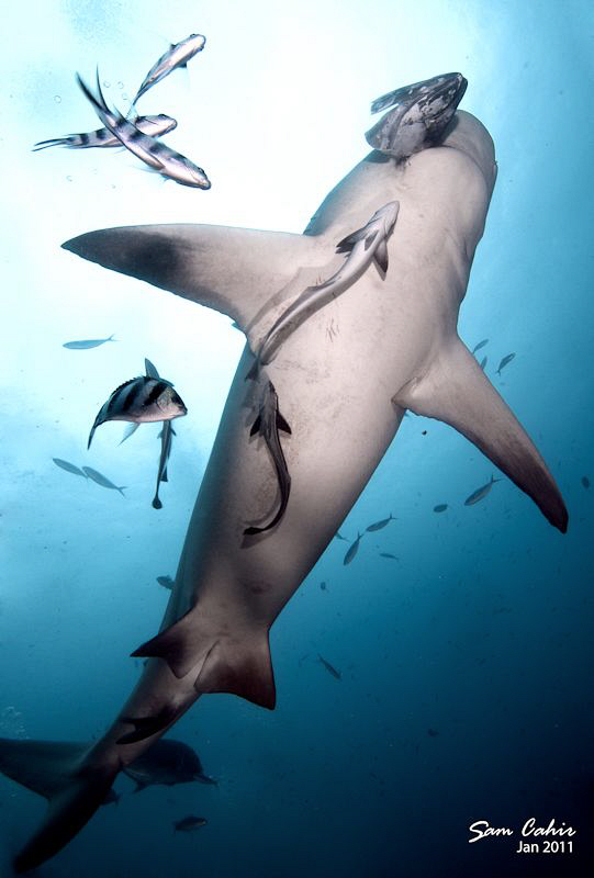 The Roman Cross - This 3m female bull shark attempts the ... by Sam Cahir 