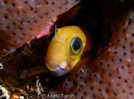 Lyre-Tail Combtooth Blenny by Mark Tarsh 