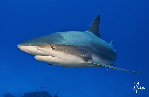 Eye to eye with a Reef Shark at El Dorado Reef - Bahamas by Steven Anderson 