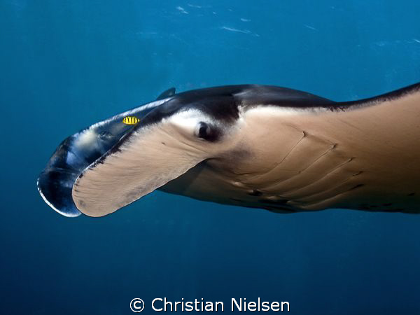 Manta with small pilot fish. First time I have seen this ... by Christian Nielsen 