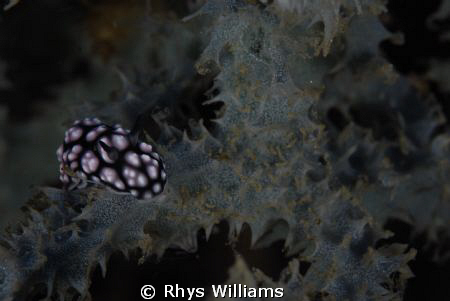 nudibanch taken in bali aroudt the uss liberty. by Rhys Williams 