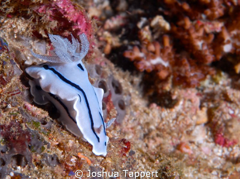 Shot in Puerta Galera Philippines.  One of the many dive ... by Joshua Tappert 
