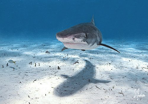 TIger Beach is patrolled by Tiger Sharks and the Lemon Sh... by Steven Anderson 
