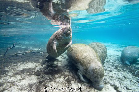 Placid manatees at Crystal River, Florida, taken with Can... by Steve Gould 
