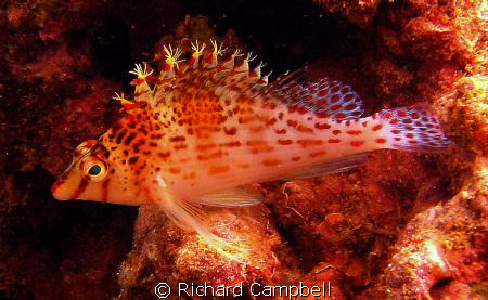 flowler-fins--sealife DC1000... by Richard Campbell 