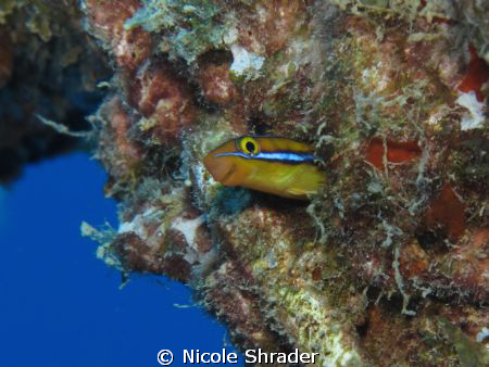 Ewa Fang Blenny.   This little guy likes to hang out insi... by Nicole Shrader 