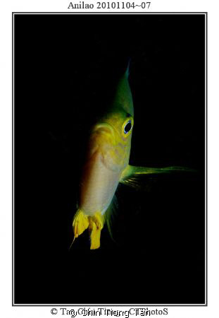 A fish in Philippine Sea, one strobe. by Chin Tiong Tan 
