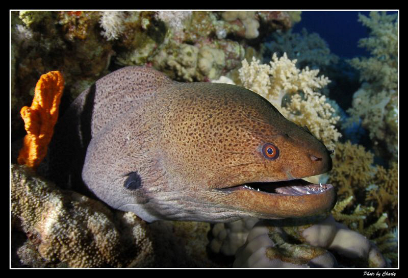 Curious moray eel... by Charly Kotnik 