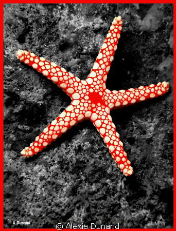 BEAUTIFUL RED - Pearl StarFish (Fromia Monilis) by Alexia Dunand 