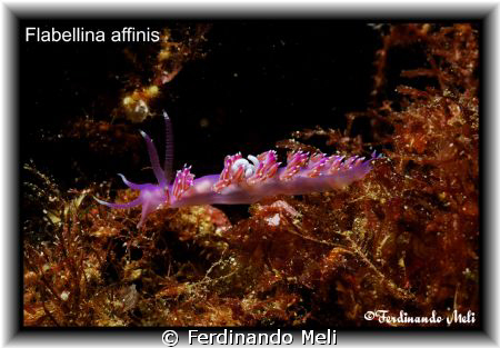Flabellina affinis. by Ferdinando Meli 