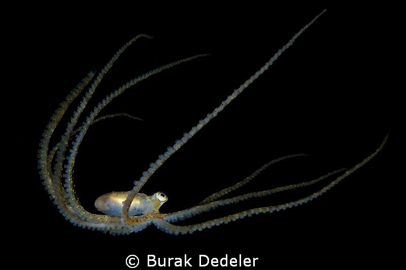 Octopi in darkness by Burak Dedeler 
