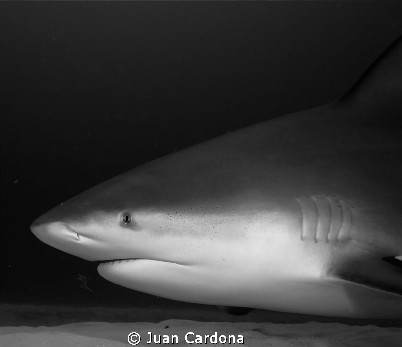 Bull shark by Juan Cardona 