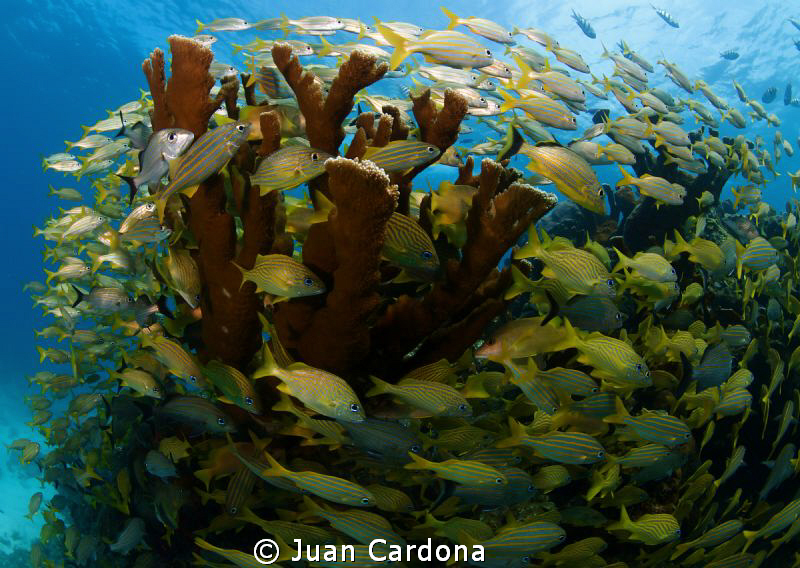 reef by Juan Cardona 