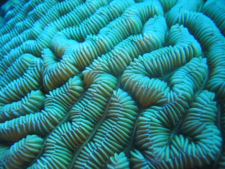 Brain coral in Belize -
Canon Powershot S50 by Miranda Devisser 