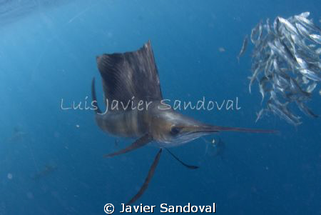 saifish in Mexico, awesom encounter!!!!!!!!! by Javier Sandoval 