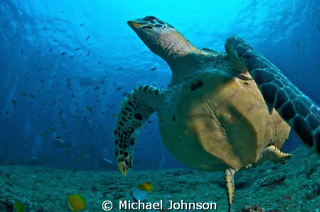 Green Sea Turtle in the Maldives by Michael Johnson 