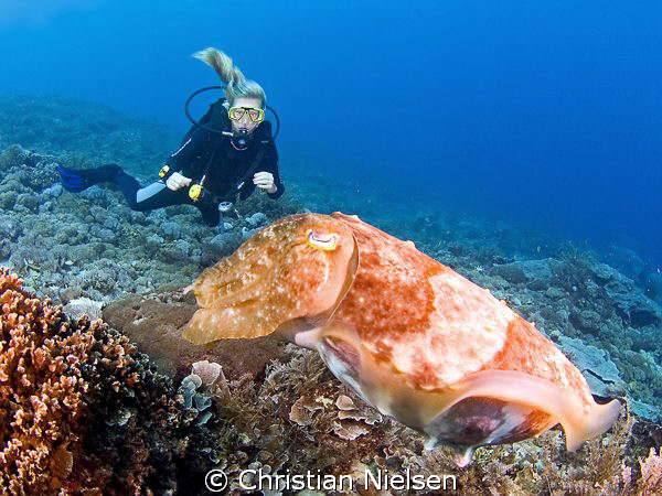 Friendly cuttlefish and diver. Nusa Penida Island. Olympu... by Christian Nielsen 