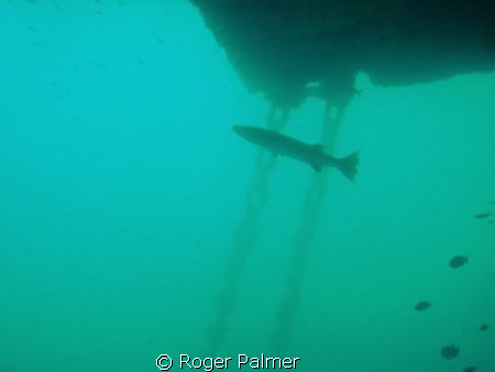 Barracuda on a SPM buoy by Roger Palmer 