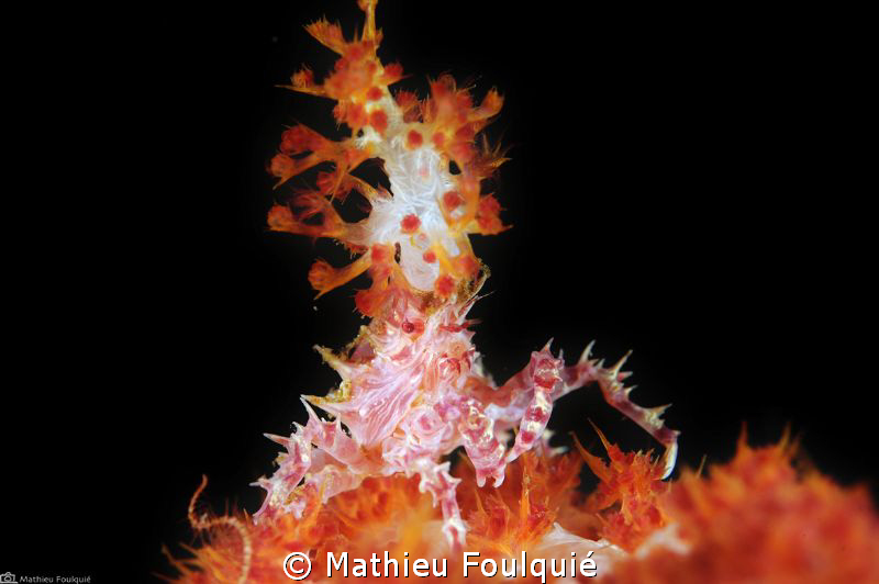 Hoplophrys oatesii by Mathieu Foulquié 