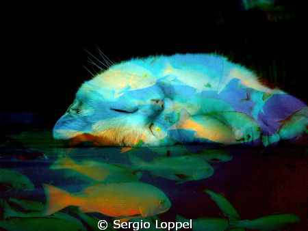 Dream / Cat by Sergio Loppel 