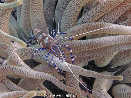 Squat Shrimp on an Anemone taken at Tori's Reef in Bonair... by Steve Harms 