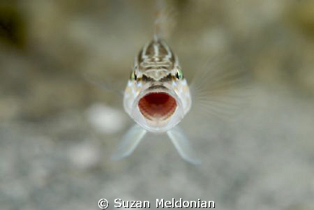 "I said no more pictures!"   a sand perch displays tonsil... by Suzan Meldonian 
