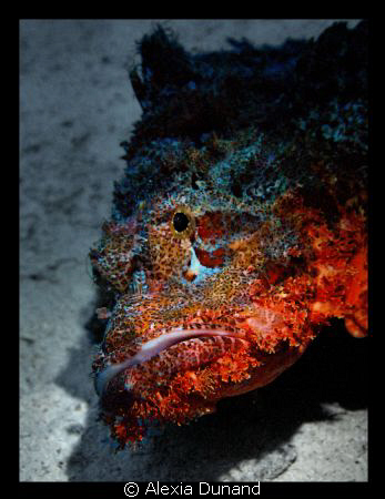 Scorpion Fish by Alexia Dunand 