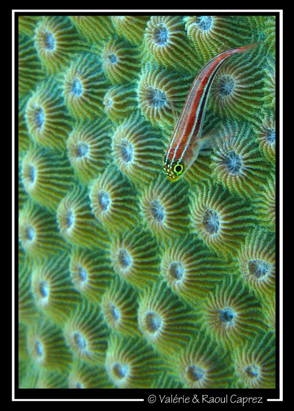 Green carpet for a red fish (Helcogramma striatum) by Raoul Caprez 