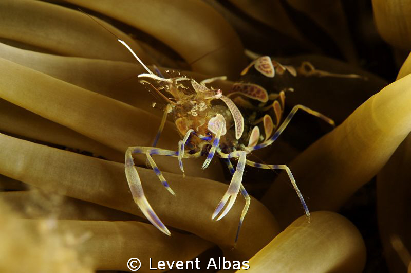 Anemon Shrimp. by Levent Albas 