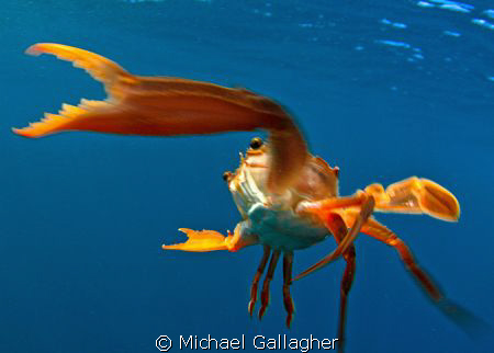 Kung fu, crab style!! The free swimming crabs in Djibouti... by Michael Gallagher 