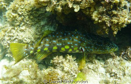 harlequin fish from shallow water 3 or 4 metres off the s... by Daniel Blechynden 