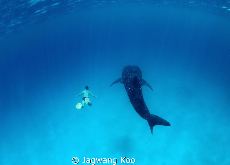 Whale Shark and Diver by Jagwang Koo 